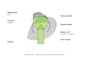 Illustration showing shoulder joint anatomy related to shoulder pain causes and treatment, including rotator cuff muscles, humerus, glenoid socket, scapula, cartilage, joint capsule, and subacromial bursa with labeled medical diagram.