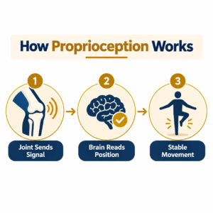 How proprioception helps the knee sense joint position and stability